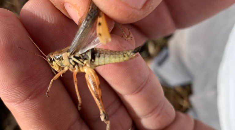 Agricultores de Las Cruces, Petén, temen perdidas sin precedentes a causa de la plaga de langostas. (Foto Prensa Libre: Cortesía Cooperativa Agrícola Integral Las Cruces RL)