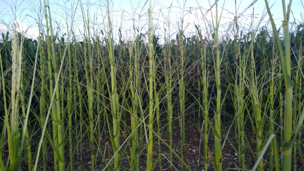 Áreas de cultivo de maíz han sido afectadas por la langosta centroamericana en Las Cruces, Petén. (Foto Prensa Libre: Cortesía Cooperativa Agrícola Integral Las Cruces RL) 