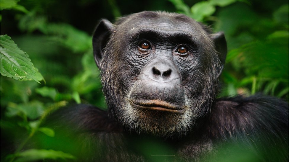 Hoy día, los chimpancés están amenazados por la deforestación y la caza.