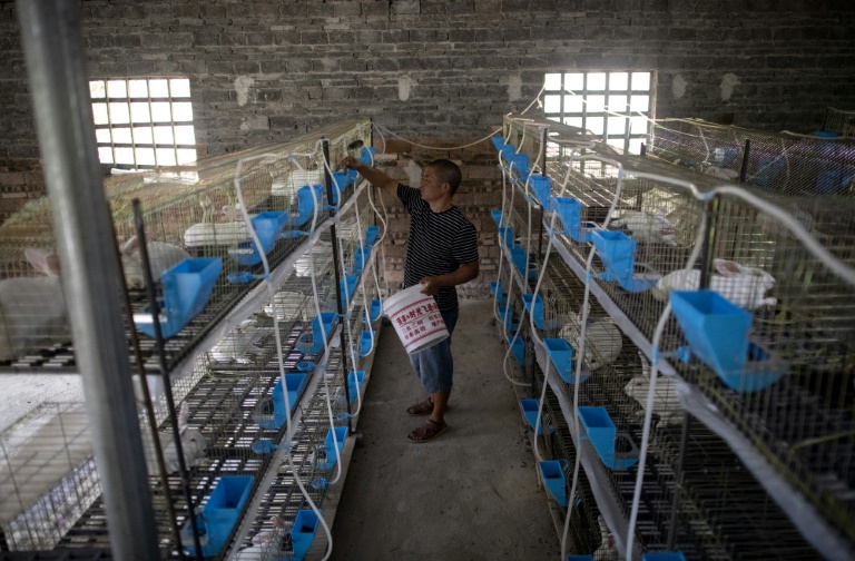 Miles de comerciantes resultaron afectados por las prohibiciones del gobierno chino respecto a la venta de animales exóticos. (Foto Prensa Libre: AFP)