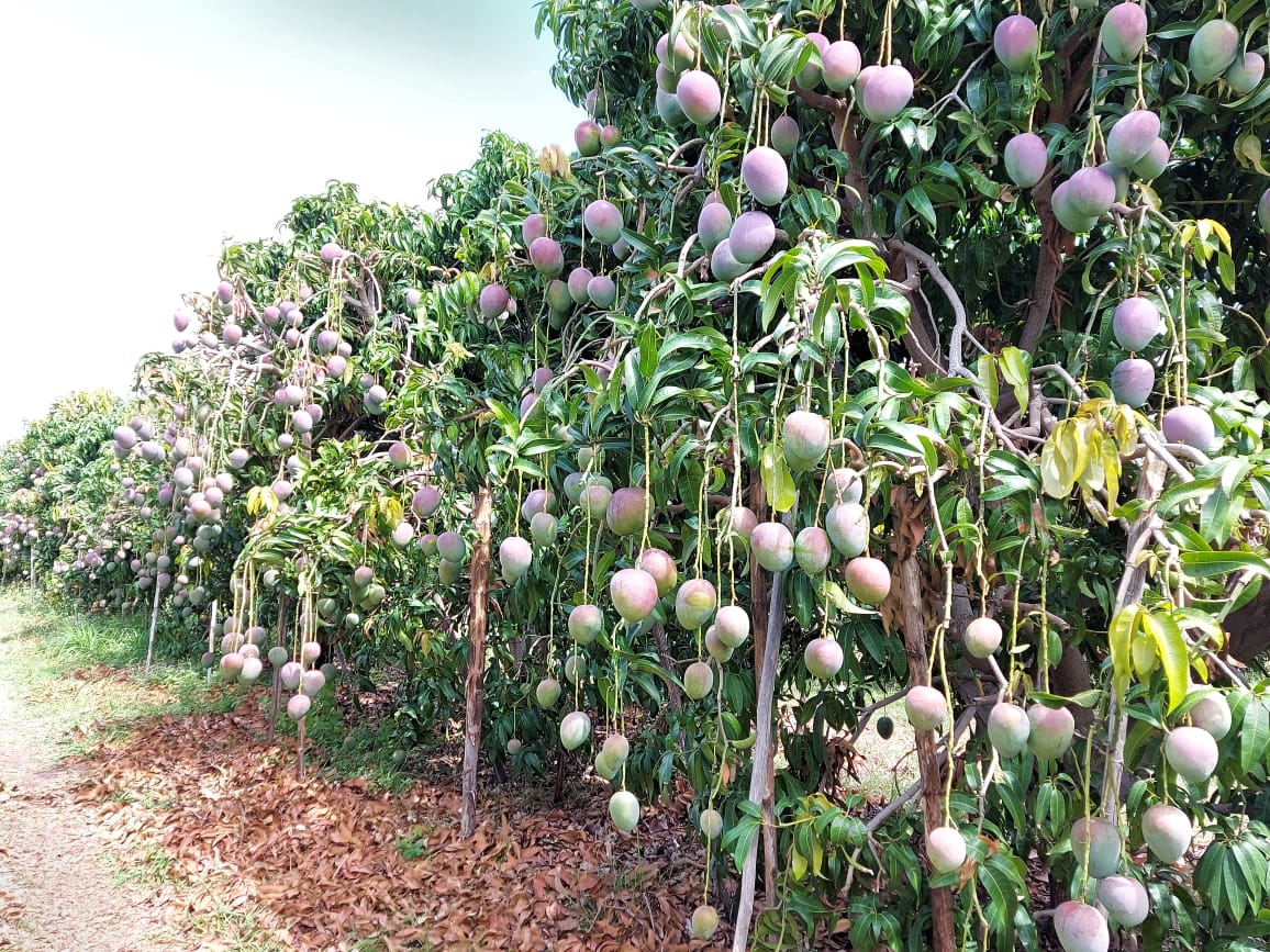 La exportación de frutas bajó un 2.3%; el mango fue el más afectado. El monto a mayo fue de US$146.1 millones. (Foto Prensa Libre: cortesía)