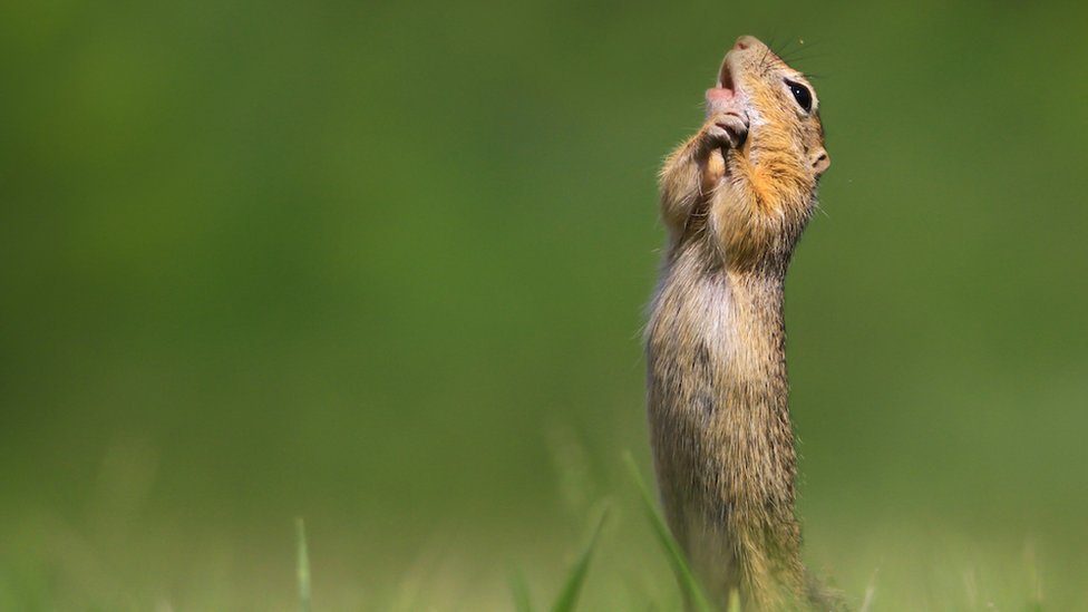 Los esperados contendientes de este año para los Comedy Wildlife Photography Awards, los premios a las fotos cómicas de la vida silvestre, finalmente están aquí. Max Teo/Comedy Wildlife Photography Awards