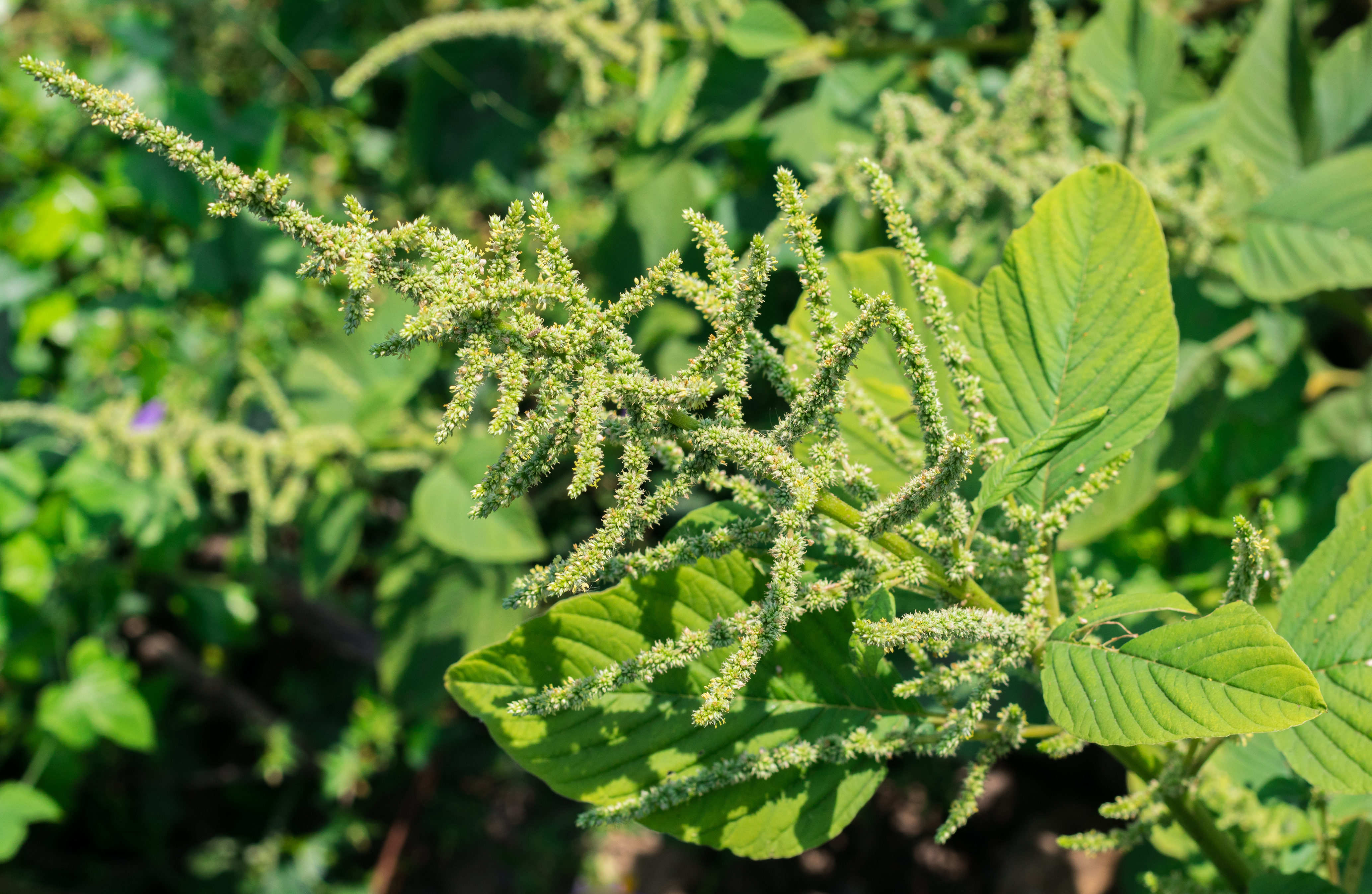 El amaranto es una planta con presencia en gran parte de Mesoamérica. (Foto Prensa Libre: Shutterstock)