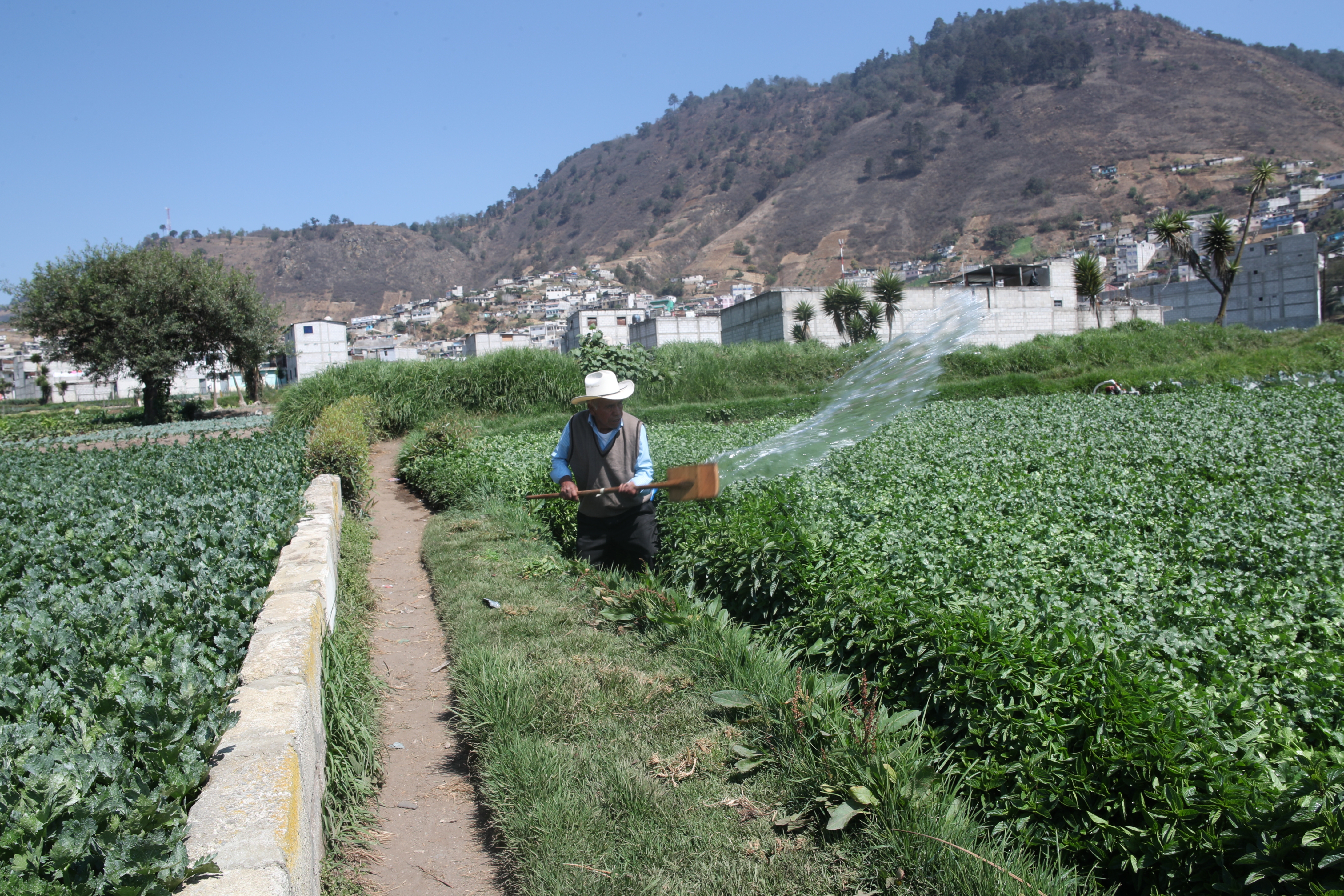 La FAO monitorea precios de alimentos y granos básicos. En Guatemala el maíz y el frijol negro han subido de precio y proyectan que se mantengan altos hasta finales del 2020. (Foto Prensa Libre: Hemeroteca)