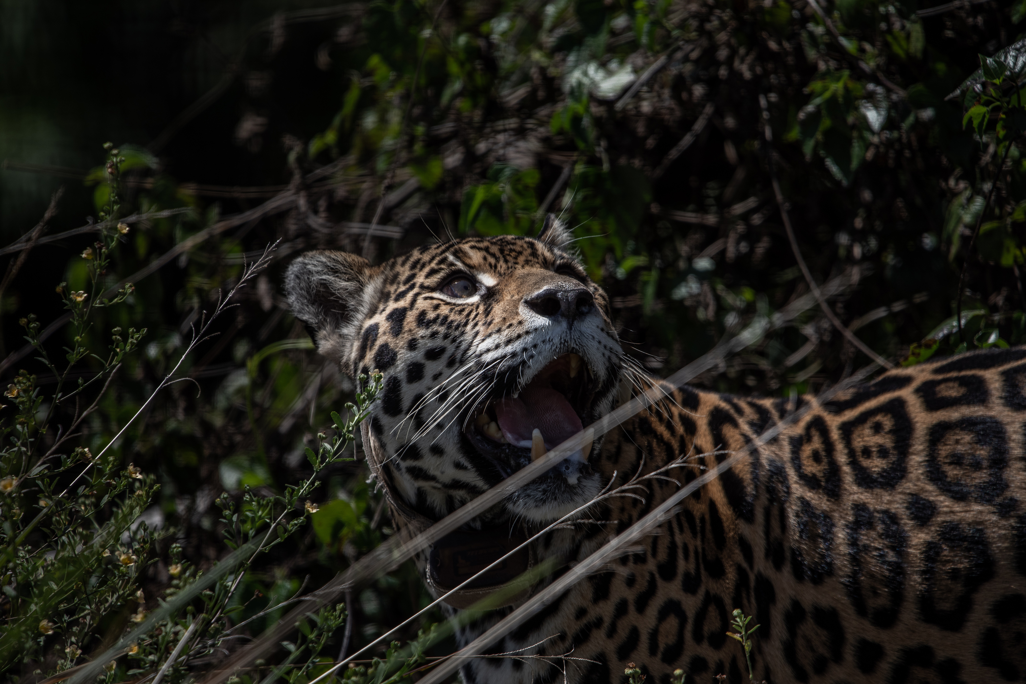 Isis en un corral de pre-liberación en el Parque Nacional Iberá, en Corrientes, (Foto Prensa Libre: Victor Moriyama/The New York Times)