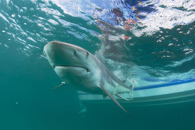 ONG alerta que la carrera por la vacuna contra el coronavirus puede poner en riesgo la existencia de especies de tiburones. (Foto Prensa Libre: EFE)