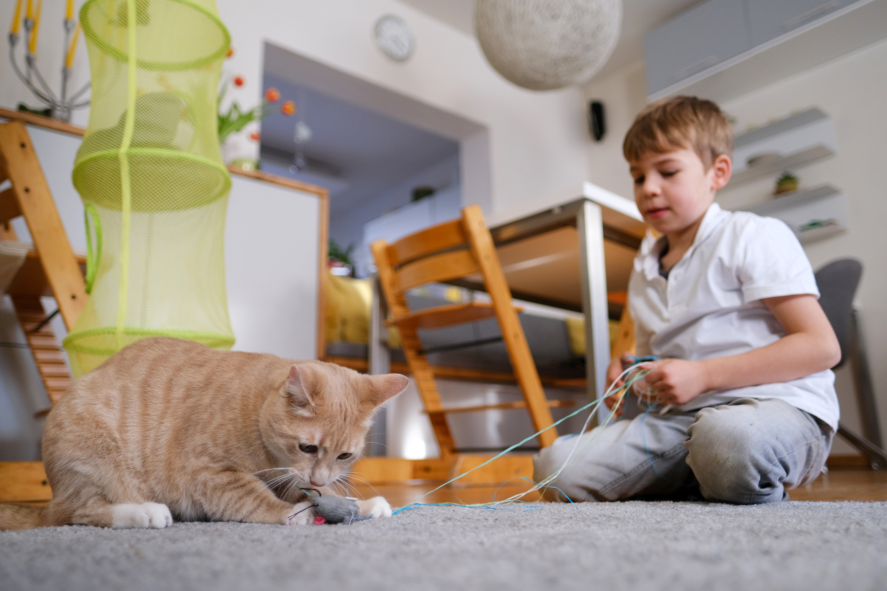 Los gatos son mascotas que se adaptan bien a la vida con niños: cuando quieren estar solos, simplemente se retiran. Foto: DPA