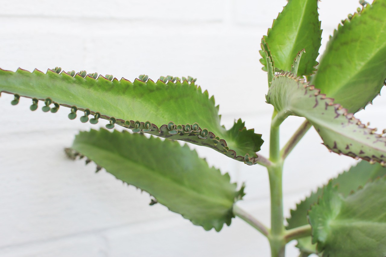 Las plantas Kalanchoe tienen muchas propiedades medicinales, como antiinflamatorios y antioxidantes. (Foto Prensa Libre: Pixabay).