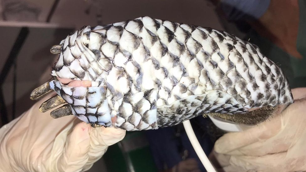 La piel de tilapia, además de ayudar en el proceso de cicatrización, reduce el dolor del animal