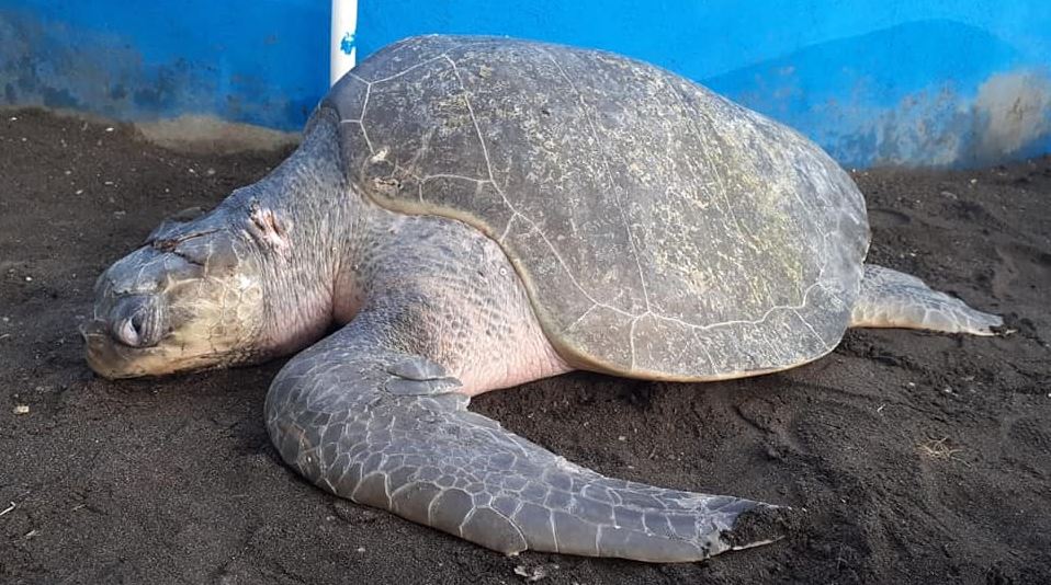 Tortuga de parlama que fue golpeada en Hawaii, Santa Rosa. (Foto Prensa Libre: Centro de Conservación Marina AGHN)