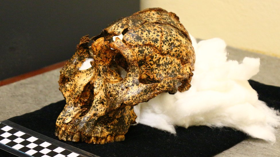 El cráneo de dos millones de años pertenece a la especie Paranthropus robustus.