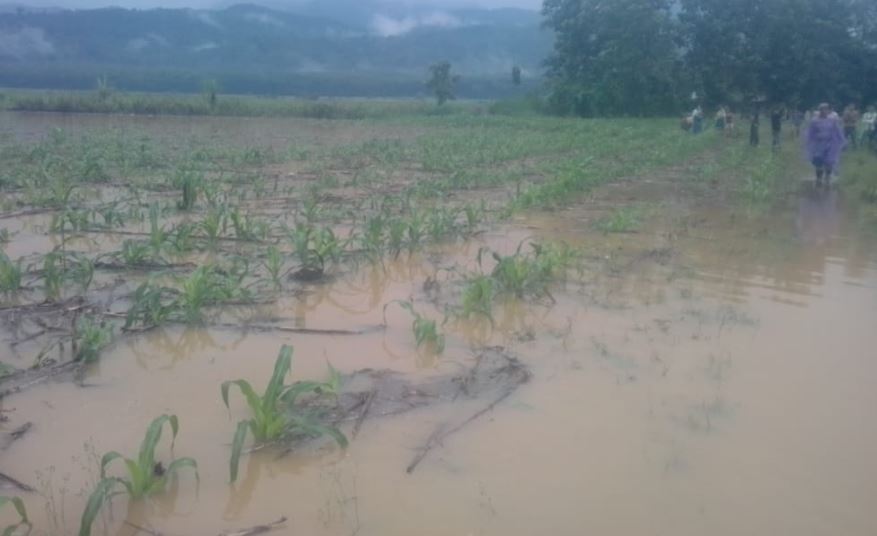 Cultivos se ven afectados por las inundaciones por Eta en Alta Verapaz. (Foto Prensa Libre: Maga)