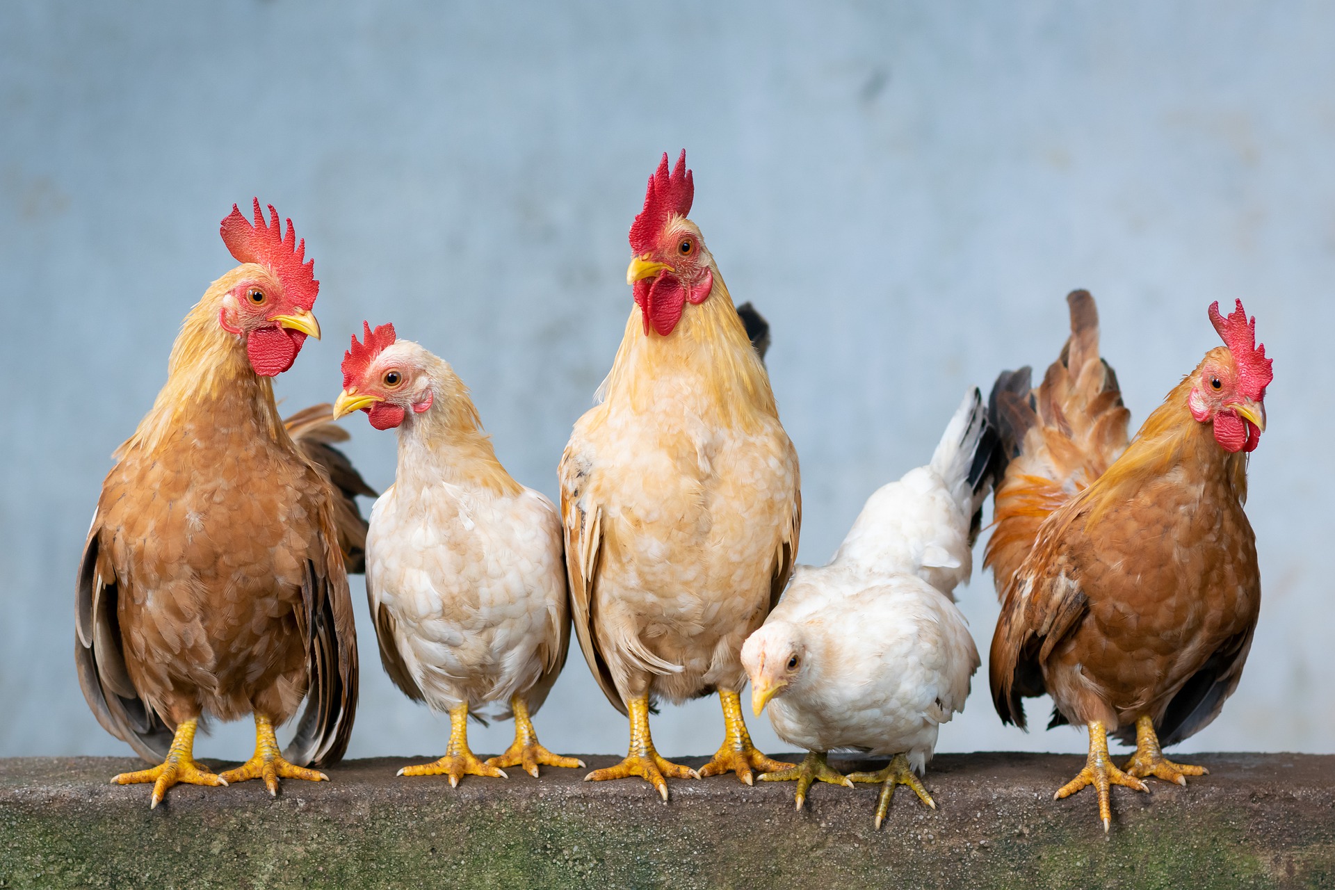 Foto ilustrativa de gallos y gallinas.  (Foto Prensa Libre, Xuân Tuấn Anh Đặng de Pixabay)