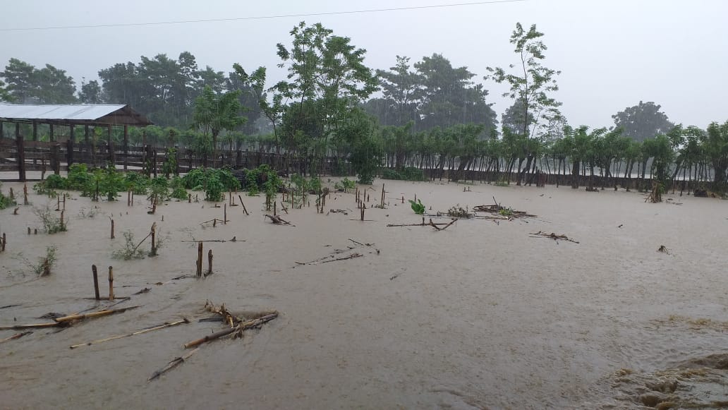 Cultivo de maíz con saturación de agua por efecto de las lluvias que provocó Iota en El Estor, Izabal. (Foto Prensa Libre: Maga)