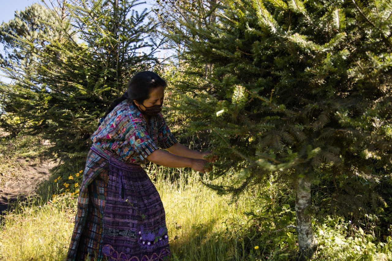 
Las plantaciones manejadas de pinabete amplían las posibilidades de subsistencia de la especie, pues muchos productos derivados se comercializan en ferias legales en la capital y la provincia. (Foto Prensa Libre: Cortesía Conap) 

