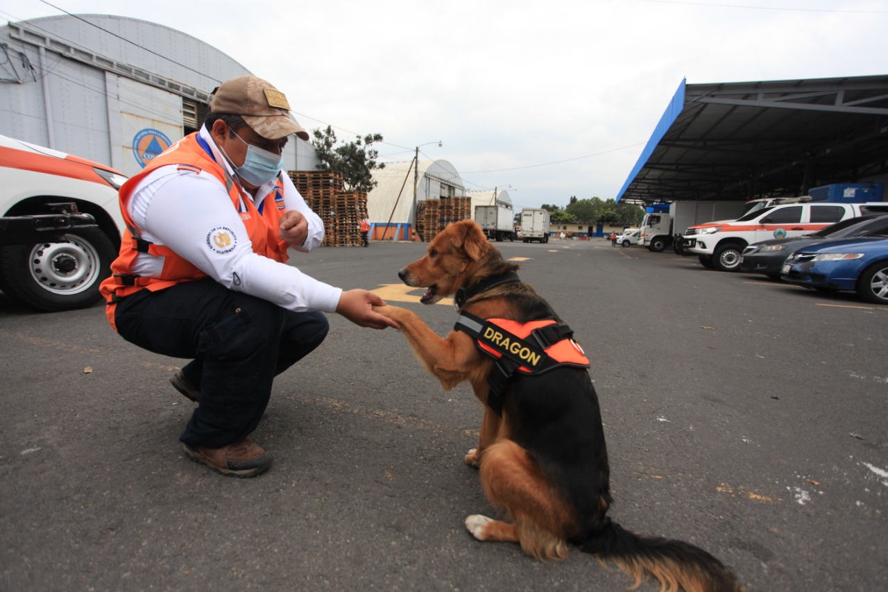 Dragón se prepara para ser sometido a un proceso de adiestramiento sobre rescate de personas en estructuras colapsadas. (Foto Prensa Libre: Byron García)