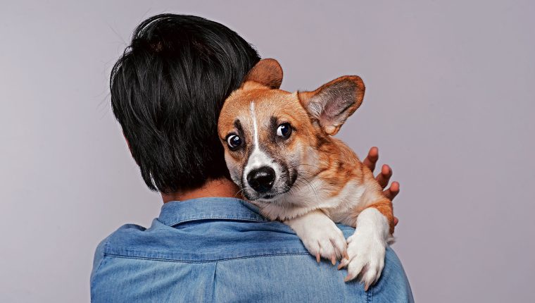 Los perros suelen enloquecer al escuchar el ruido que hace la pirotecnia. 