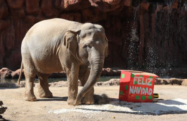 Trompita junto a su regalo navideño. (Foto Prensa Libre: Juan Diego González)