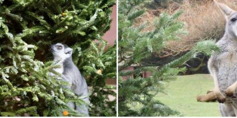 Los árboles donados servirán para enriquecimiento ambiental de los animales. (Foto Prensa Libre: Zoológico La Aurora) 