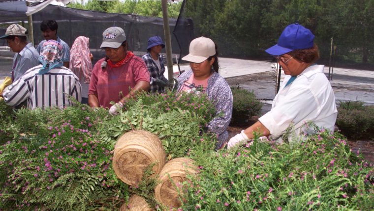 El principal destino de las remesas familiares es el gasto de consumo de los hogares, según un nuevo estudio de World Vision. (Foto Prensa Libre: Hemeroteca PL)