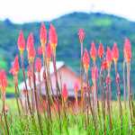 Guatemala pierde cada vez más su diversidad biológica