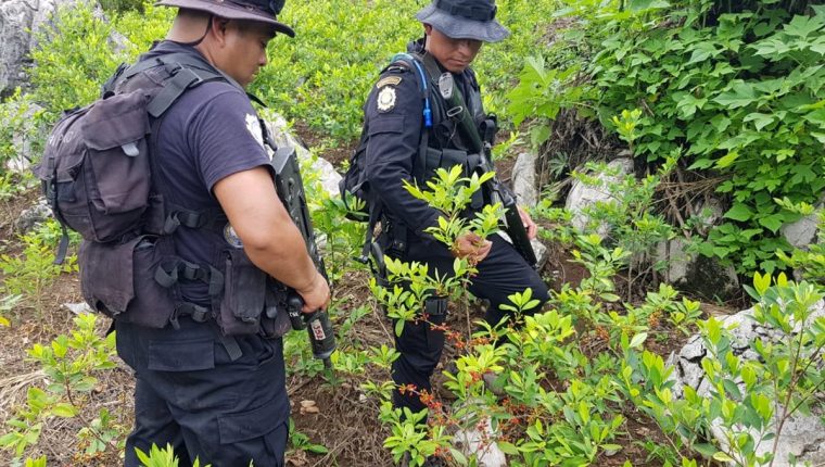 Plantaciones de hoja de coca localizadas en Alta Verapaz. (Foto Prensa Libre: PNC)