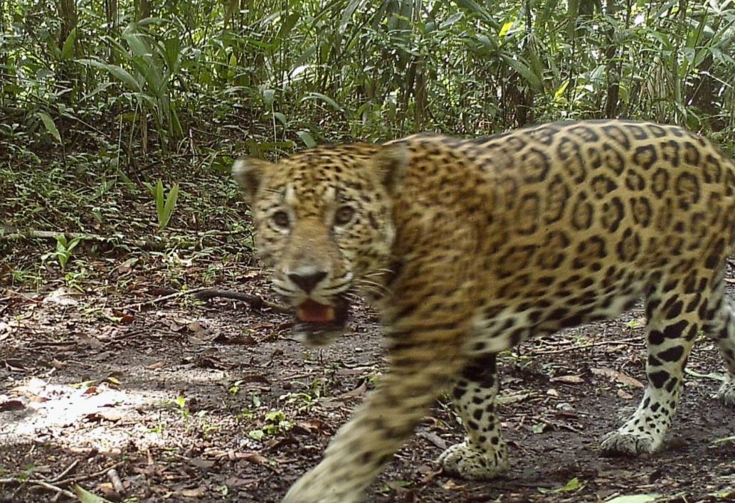 Uno de los jaguares vistos en Petén. (Foto Prensa Libre: Francisco Asturias)