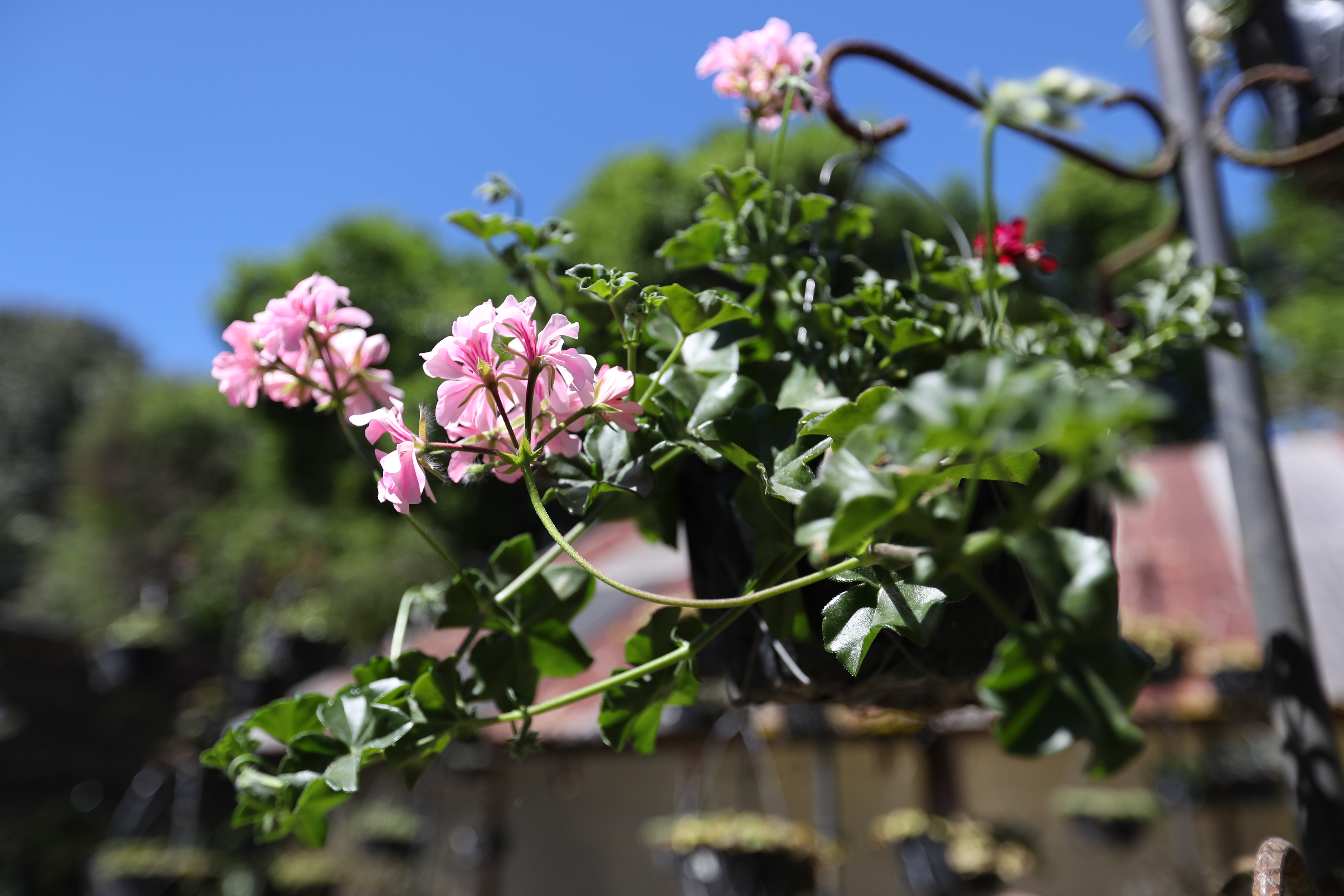 Los pelergonios pertenecen a la familia de plantas Geraniaceae. 