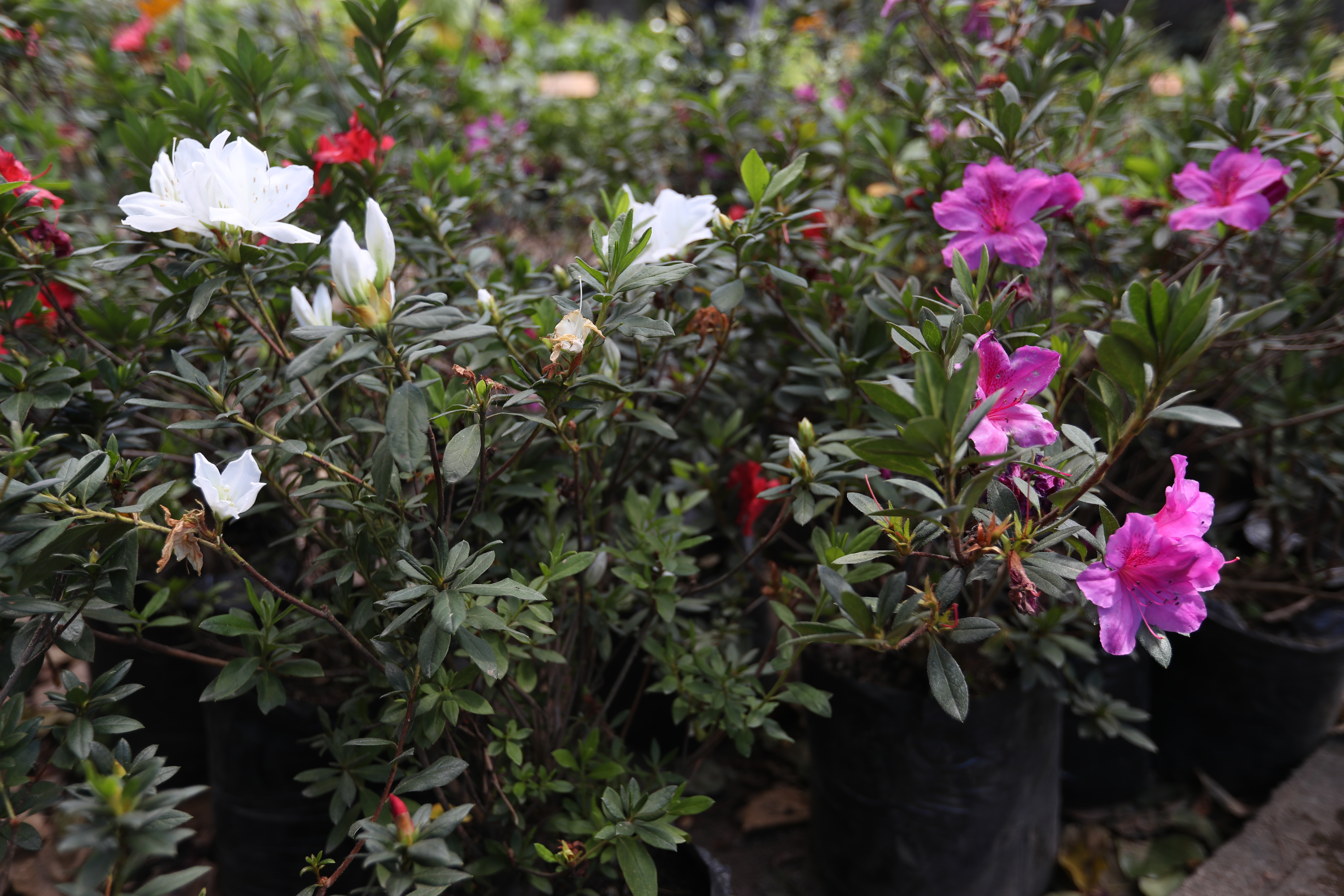 Las azaleas son un arbusto del género Rhododendron.