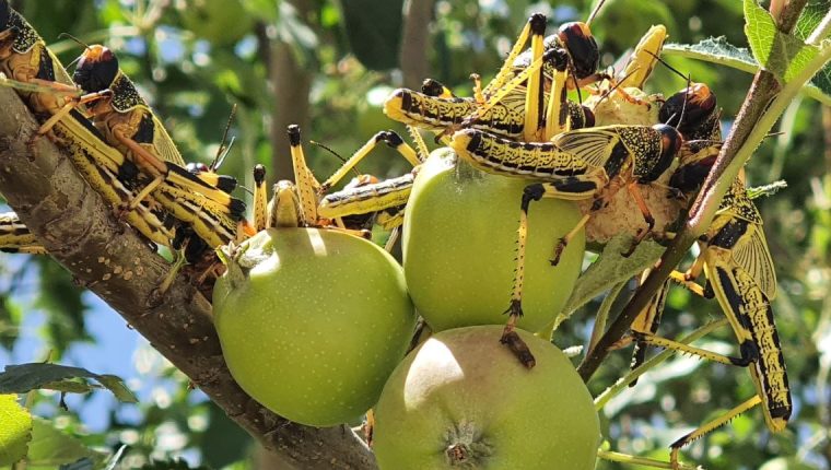 La langosta puede causar daños significativos en los cultivos. (Foto: Hemeroteca PL)