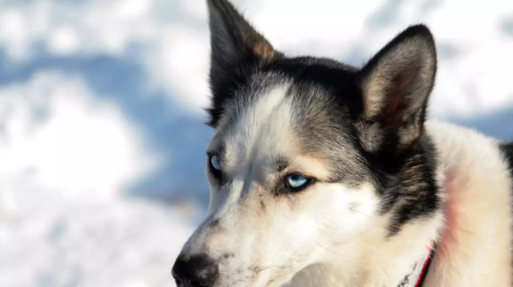 Los perros son mascotas comunes en la actualidad. (Foto Prensa Libre: Tomada de France.24.com)