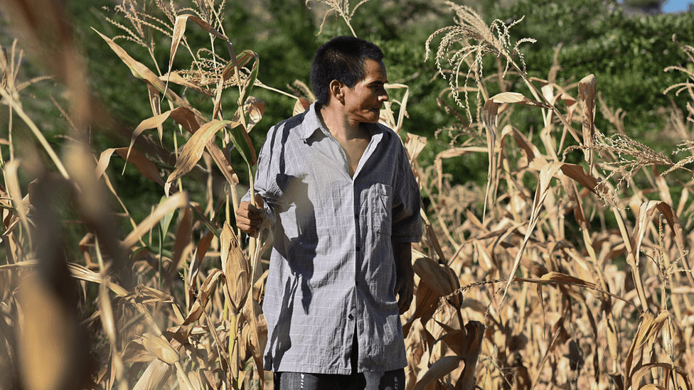 Plantaciones dañadas en Honduras. (VALERIE CAAMAÑO/OXFAM)