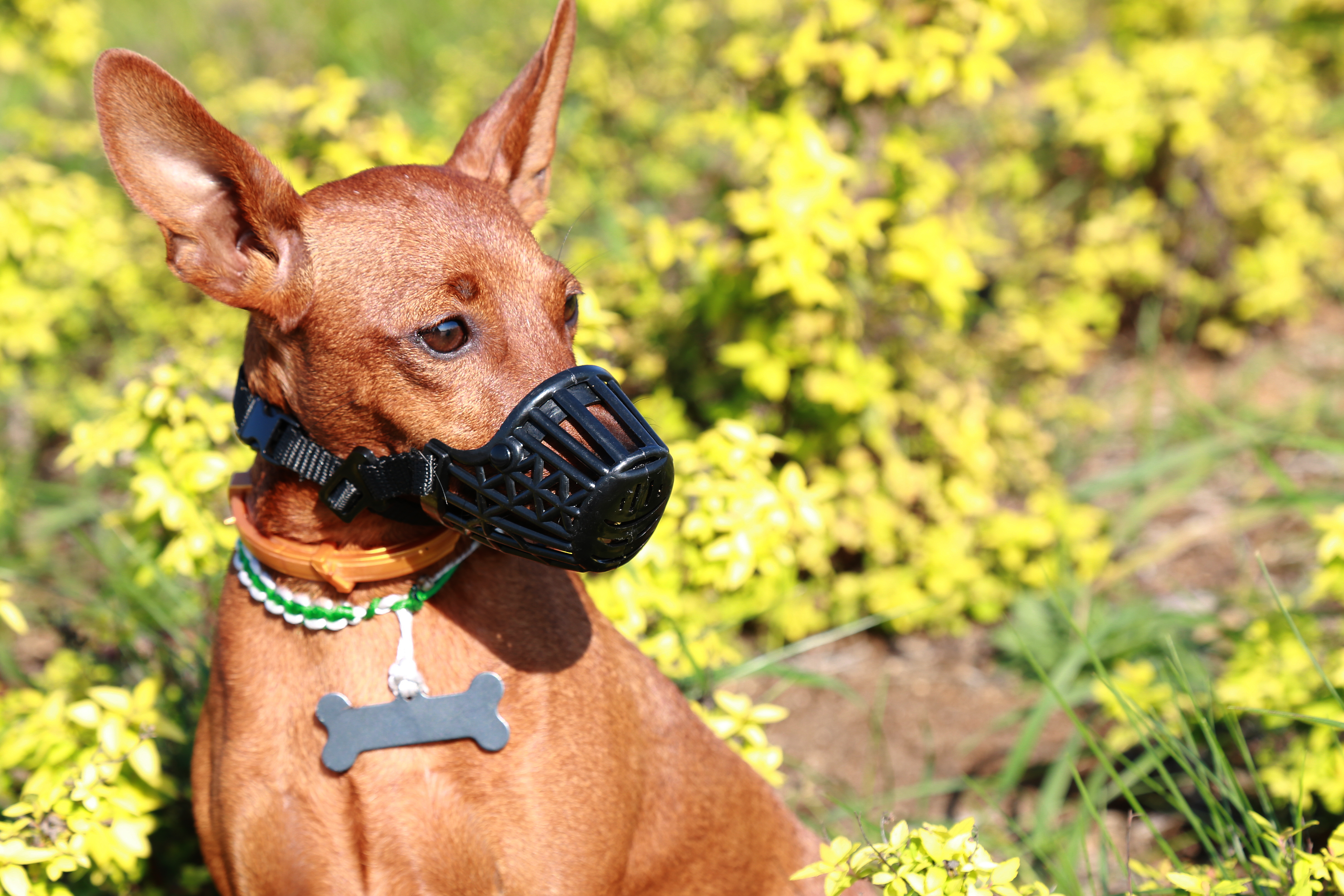 Consejos para el uso de bozal en perros