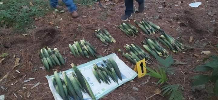 Dos personas resultaron capturadas por extraer 96 unidades de pacayas del Parque Nacional Las Victorias. (Foto Prensa Libre: Diprona)