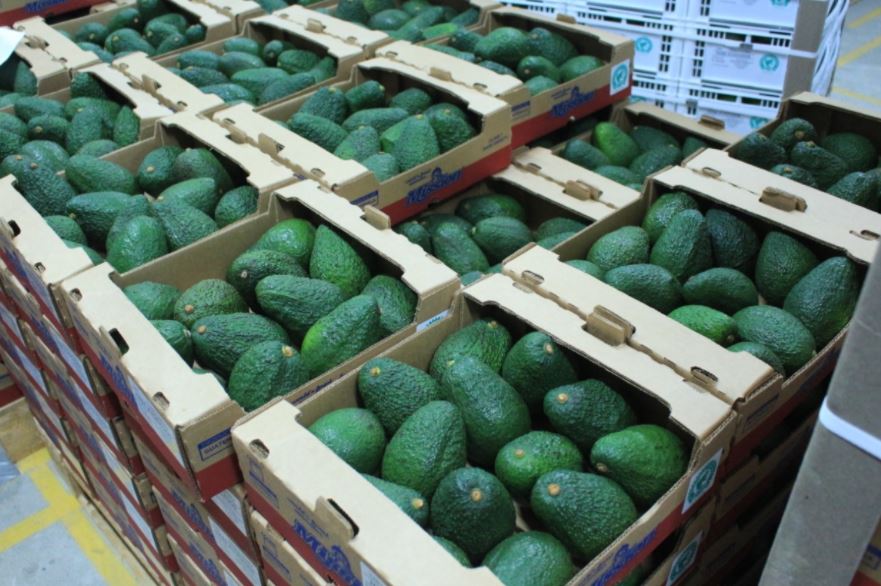 Guatemala tiene un potencial para producir y despachar aguacate fresco a otros mercados internacionales. (Foto Prensa Libre: Hemeroteca) 
