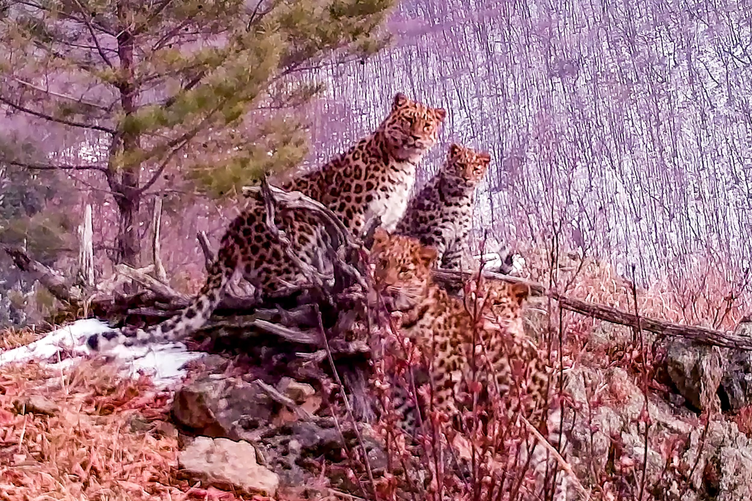 Una joven leopardo de Amur con tres cachorros en un lugar no revelado en el Parque Nacional Tierra del Leopardo en la región de Primorye, en el extremo oriental, en la frontera con China. (Foto Prensa Libre: AFP / Folleto El Parque Nacional Tierra del Leopardo)