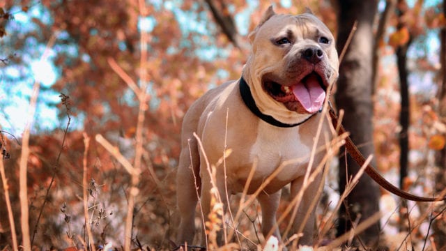 En México castigarán peleas de perros. (Foto Pexels)