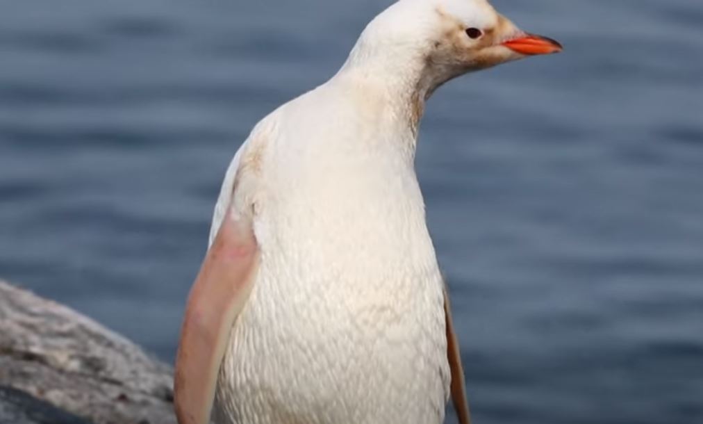 Captan en Antártida a un pingüino papúa de color blanco. (Foto Prensa Libre: Tomada de YouTube)
