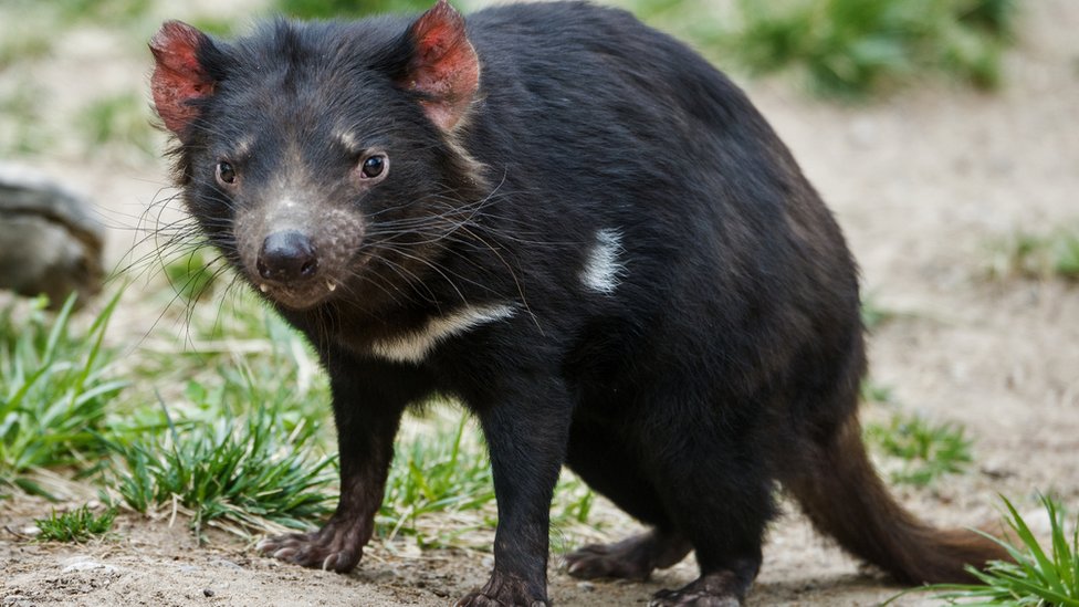 El demonio de Tasmania es víctima de una forma particular de cáncer, transmisible de un individuo a otro. (GETTY IMAGES)