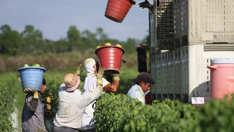 MIA22. MIAMI (FL, EEUU), 15/04/2019.- Fotografía cedida por la Coalición de Trabajadores de Immokalee (CIW) que muestra a trabajadores mientras recogen tomates en una granja en Immokalee, Florida (EEUU). La lucha de los agricultores se apuntará un nuevo logro este mes cuando el abogado Steve Hitov reciba el premio Gwynne Skinner a los Derechos Humanos por defender a campesinos de Florida, en su mayoría latinos, quienes llevaron a un comercio justo a grandes compañías como McDonald's y Taco Bell. EFE/CIW/SOLO USO EDITORIAL/NO VENTAS