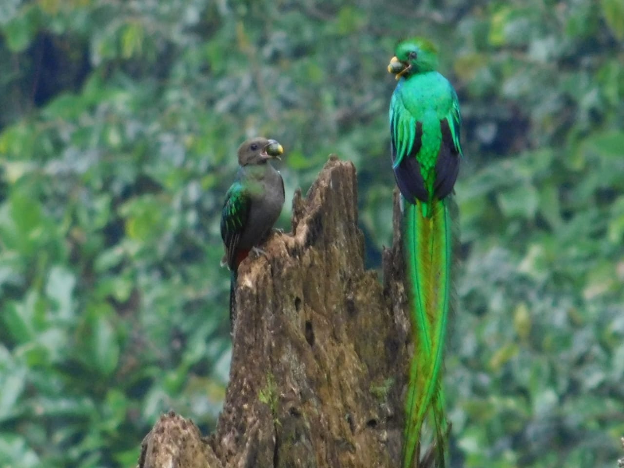 Ejemplares de quetzal se observan en reservas naturales en Atitlán. (Foto Prensa Libre: Cortesía Uri Morataya)