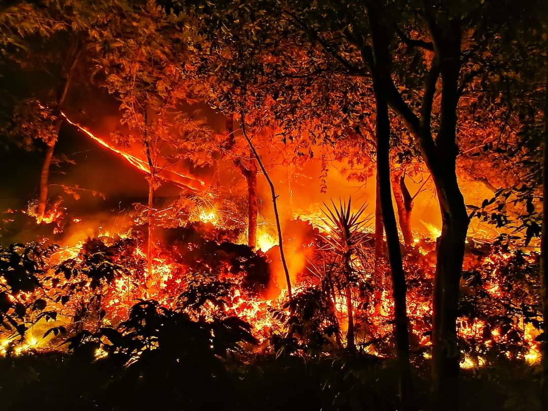 La vegetación de una finca sucumbe al imparable flujo de lava del Volcán de Pacaya. (Foto Prensa Libre: cortesía de Gustavo López)