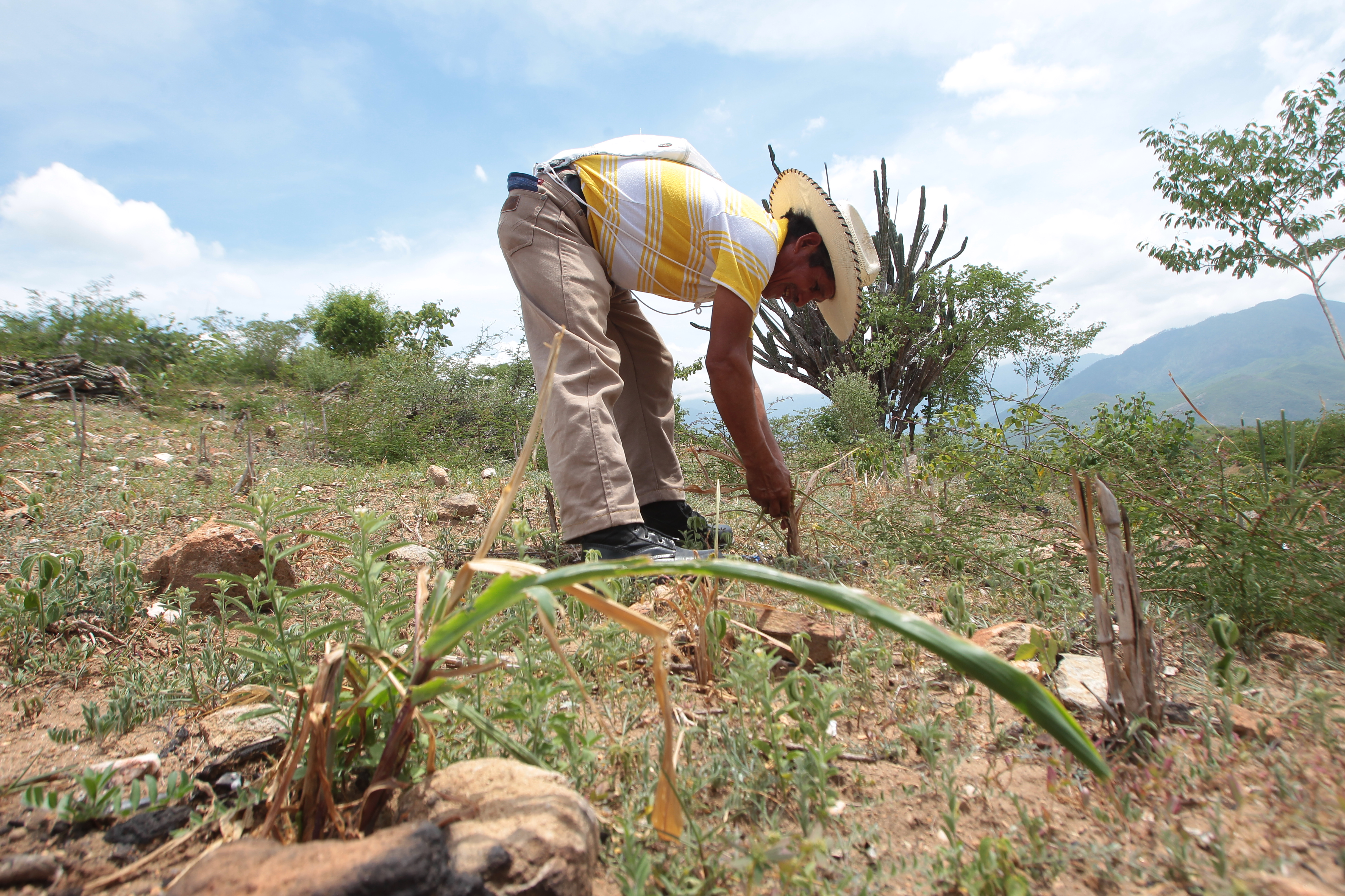 Las lluvias ya comenzaron en la boca costa y sur occidente del país, lo que es positivo para la agricultura, que se ha visto afectada por períodos de sequía. (Foto Prensa Libre: Hemeroteca PL)