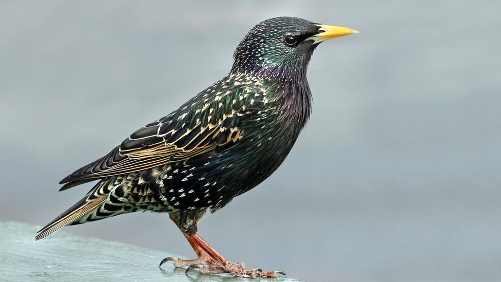 Los pájaros aparecen a menudo en las obras de Shakespeare, aunque solo hay una mención al estornino. GETTY IMAGES