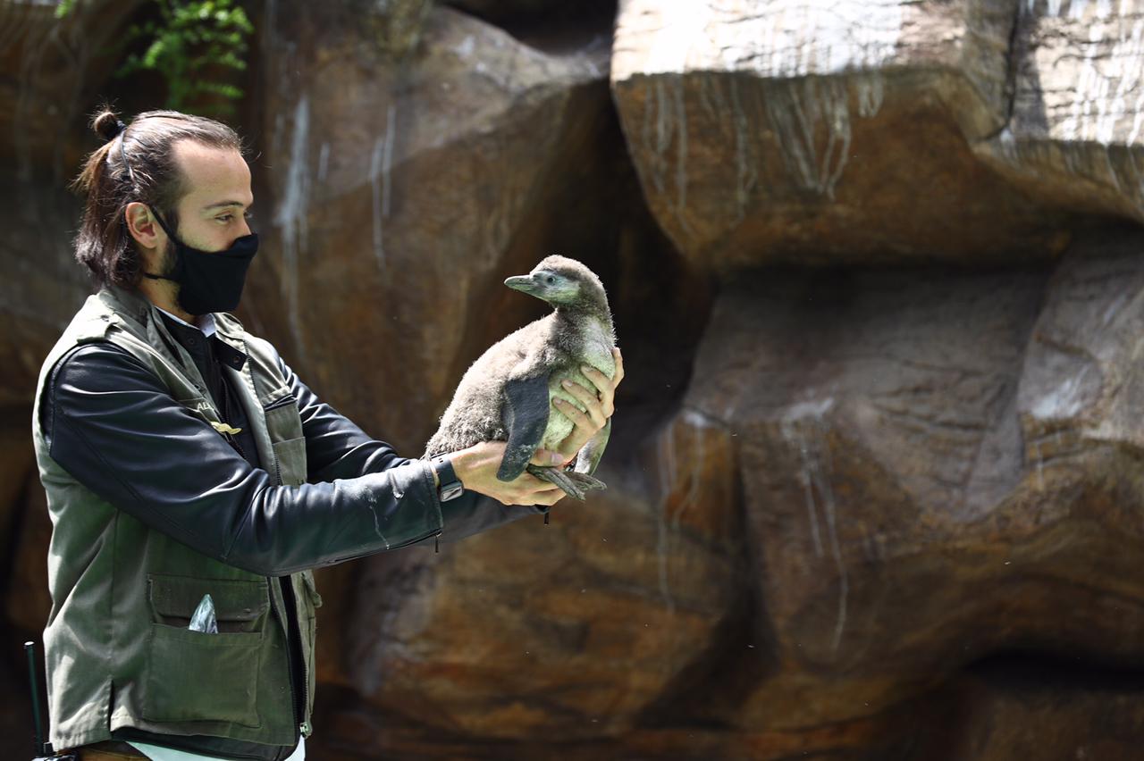 
El bebé pingüino del Zoológico La Aurora fue presentado este lunes 10 de mayo. (Foto Prensa Libre: Fernando Cabrera)
