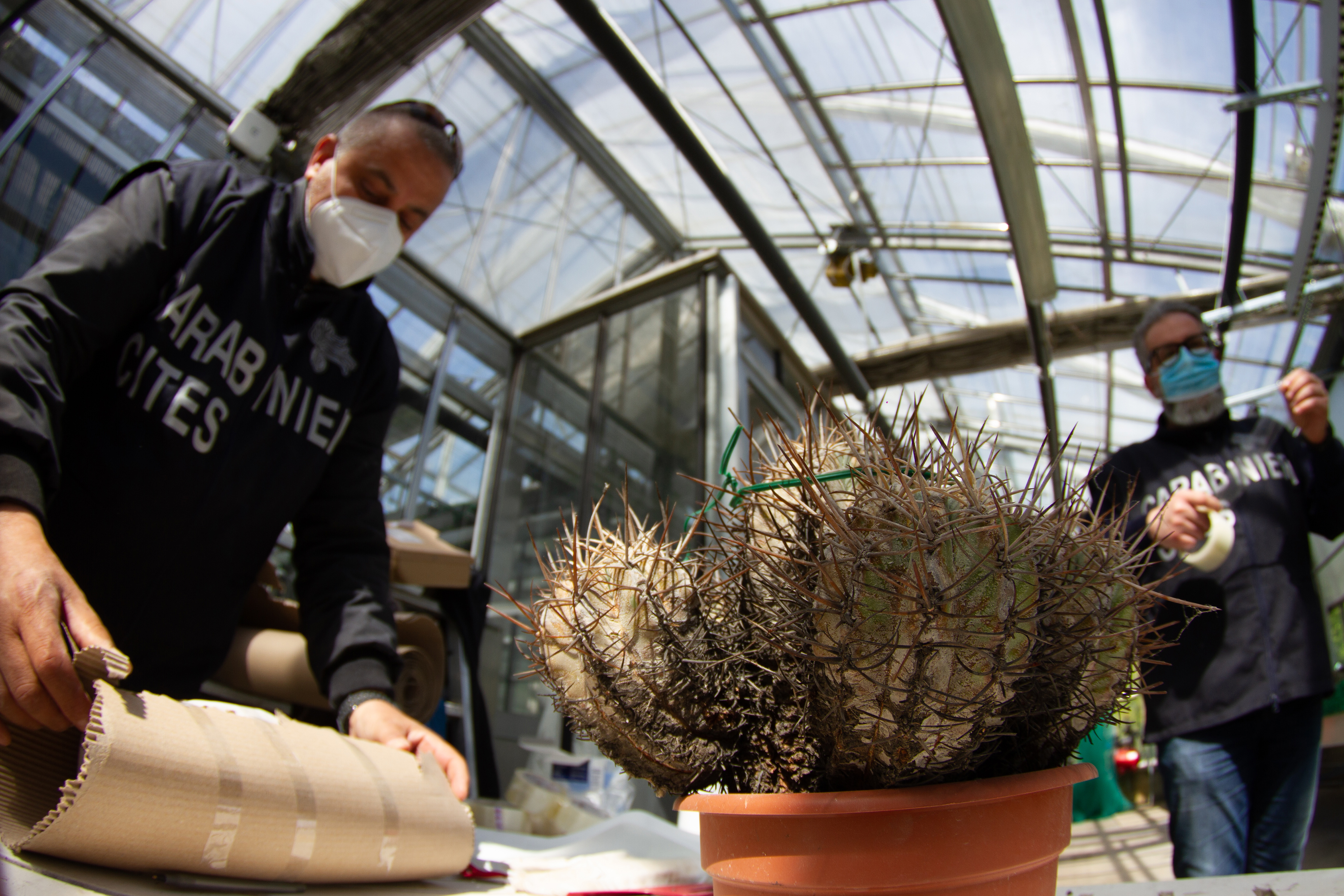 Los investigadores italianos de la Operación Atacama prepararon un espécimen de Copiapoa solaris para enviarlo a Chile desde un invernadero en Milán, Italia. (Foto Prensa Libre: Andrea Cattabriga/The New York Times)