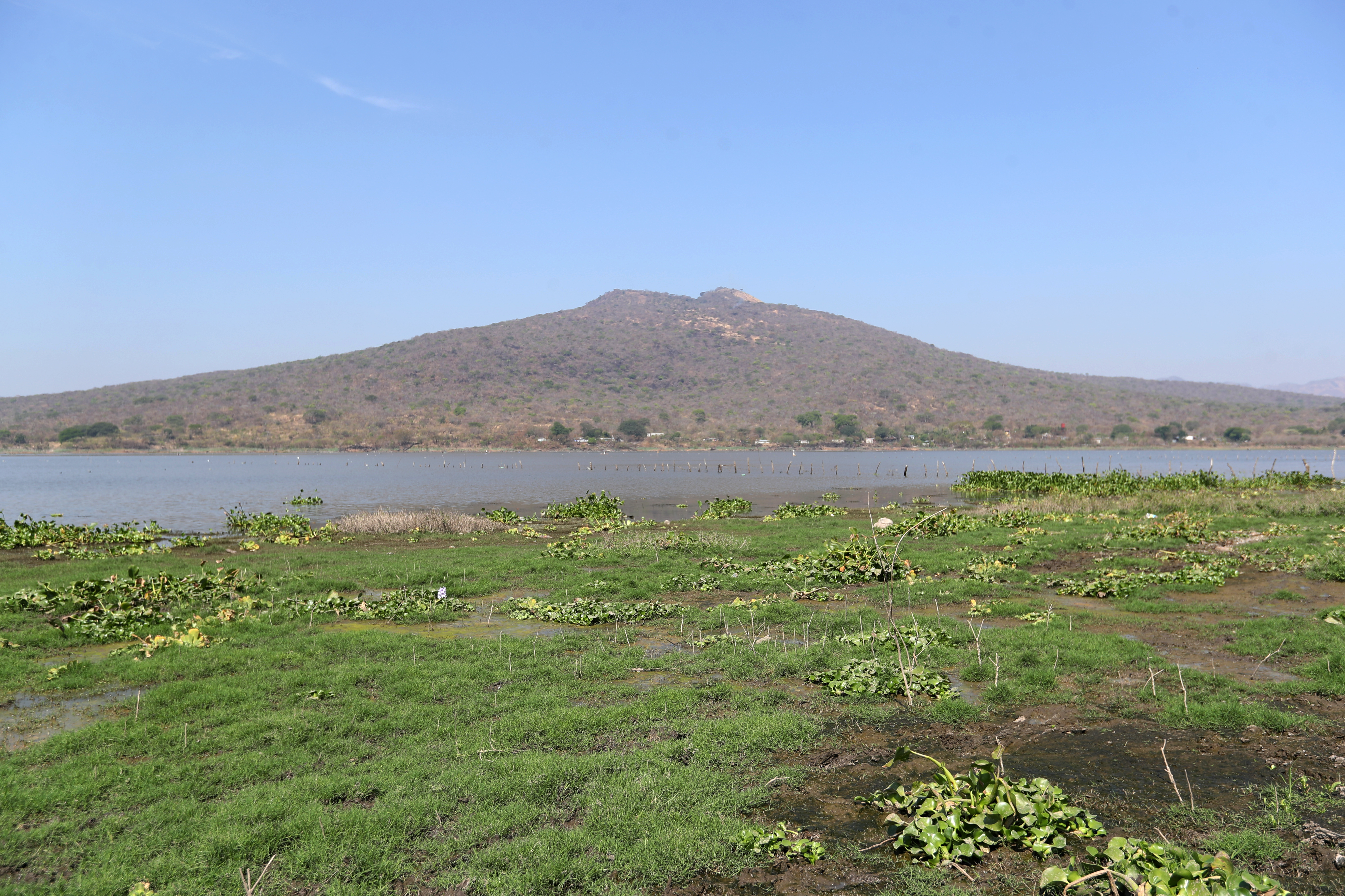 En la Laguna de Atescatempa, ubicada en Jutiapa, se observa maleza donde hace algunos años estaba cubierto por el agua.

Fotografía Prensa Libre: María Reneé Barrientos