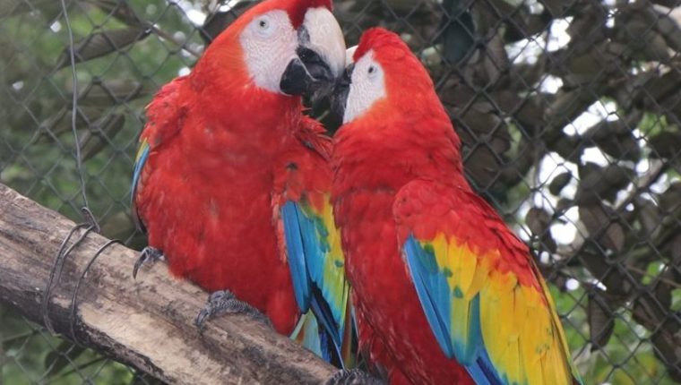 Guacamayos rojos