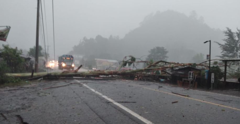 En Alta Verapaz, la caída de árboles afectó el tránsito. (Foto: Conred)