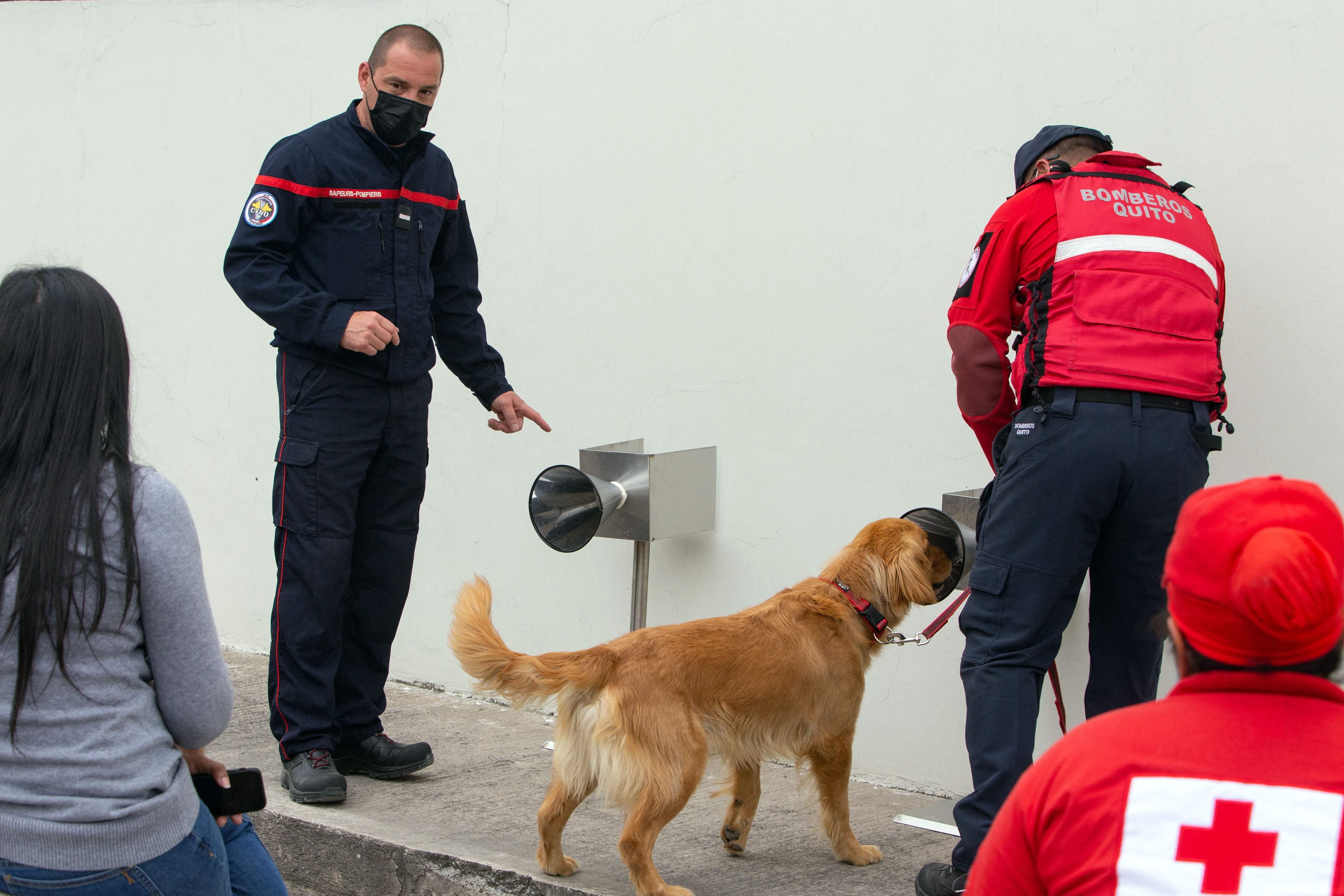 Los perros son utilizados por su increíble olfato para la detección de drogas y explosivos, ahora los humanos buscan aplicar su agudo sentido del olfato en la lucha contra la pandemia. Fotografía: AFP. 